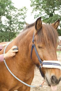 Faszien-Therapie bei Topi &hearts; Island Wallach